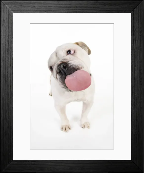 Framed Print : DOG. Bulldog licking the screen Framed Print : DOG. Bulldog licking the screen