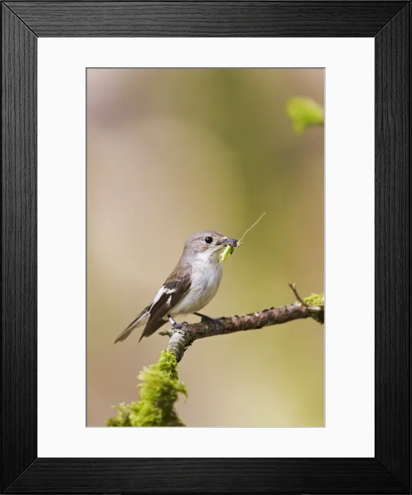 Framed Print : Pied Flycatcher - female with food in mouth - Mid Wales 10717 Framed Print : Pied Flycatcher - female with food in mouth - Mid Wales 10717
