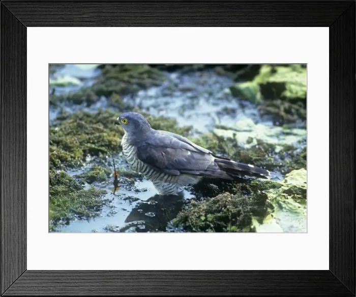 Framed Print : Little Sparrowhawk Framed Print : Little Sparrowhawk