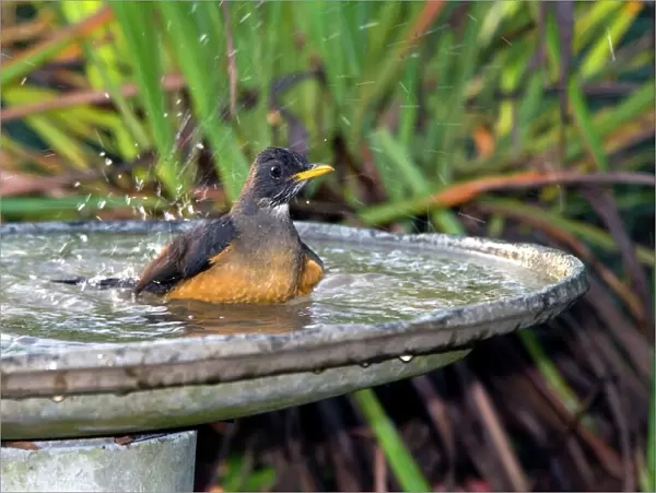 Olive Thrush - bathing in birdbath - East and southern Africa, especially highland areas. Grahamstown, Eastern Cape, South Africa