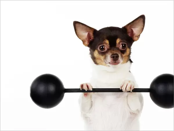 DOG. Chihuahua lifting weights