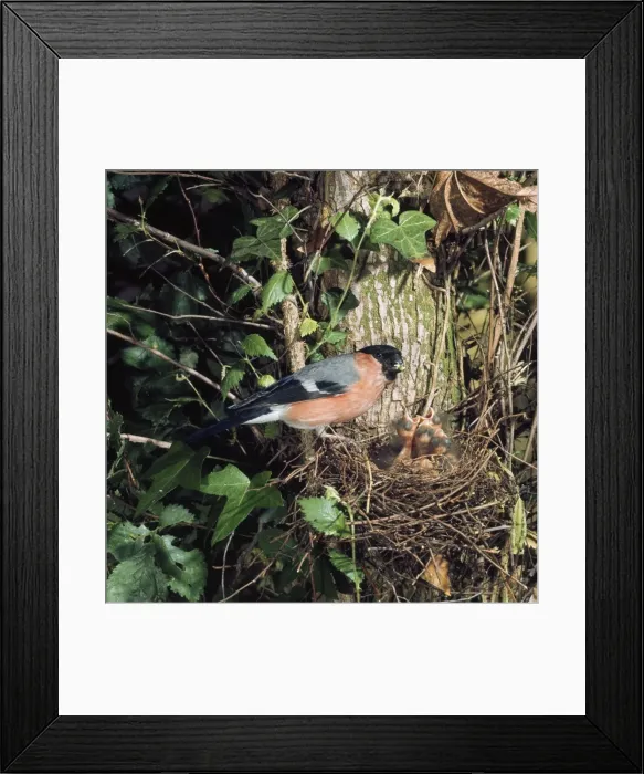 Framed Print : Bull Finch - male Framed Print : Bull Finch - male