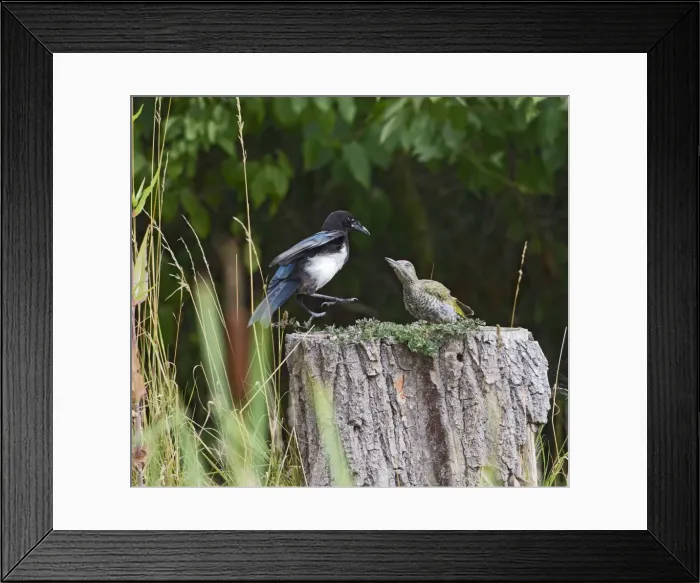 Framed Print : Magpie - in fight stand-off with Green Woodpecker - Bedfordshire UK 11066 Framed Print : Magpie - in fight stand-off with Green Woodpecker - Bedfordshire UK 11066