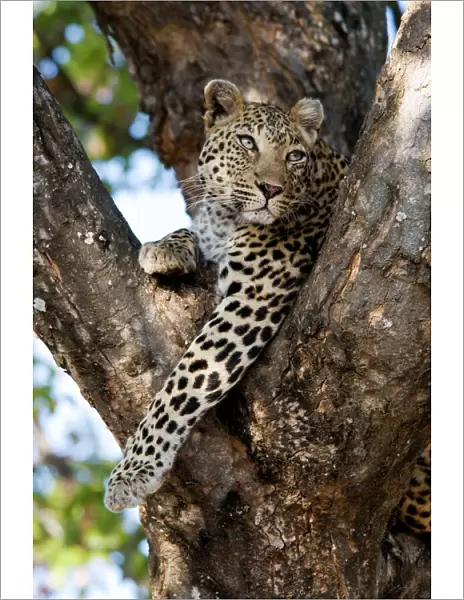 Leopard - resting in fork of tree. Letaba, Kruger National Park, South Africa