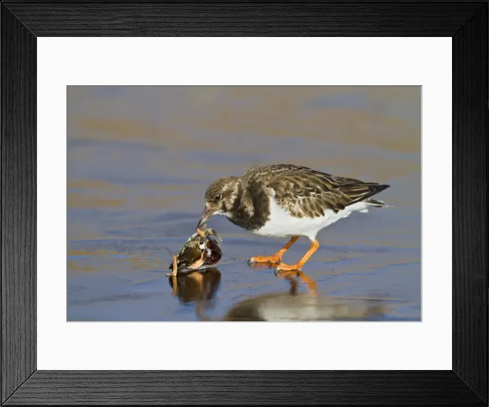 Framed Print : Turnstone - on ice feeding on mussel - Norfolk UK 9028 Framed Print : Turnstone - on ice feeding on mussel - Norfolk UK 9028