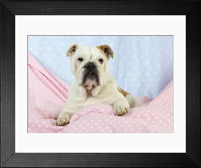 Framed Print : DOG. Bulldog sitting on pink blanket Framed Print : DOG. Bulldog sitting on pink blanket