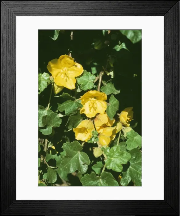 Framed Print : Fermontodendron californica Framed Print : Fermontodendron californica