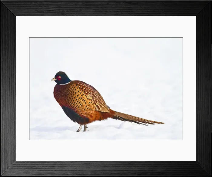 Framed Print : Pheasant - male in snow 8741 Framed Print : Pheasant - male in snow 8741