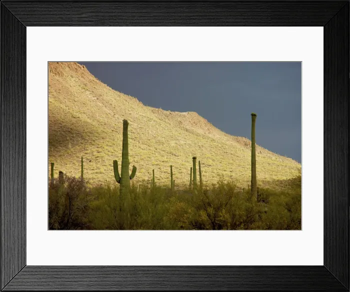 Framed Print : Saguaro Cactus - against stormy sky - Arizona - USA Framed Print : Saguaro Cactus - against stormy sky - Arizona - USA