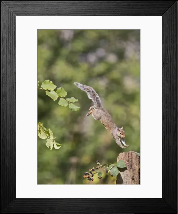 Framed Print : Grey Squirrel - jumping to gate post - with food in mouth - Bedfordshire UK 11399 Framed Print : Grey Squirrel - jumping to gate post - with food in mouth - Bedfordshire UK 11399