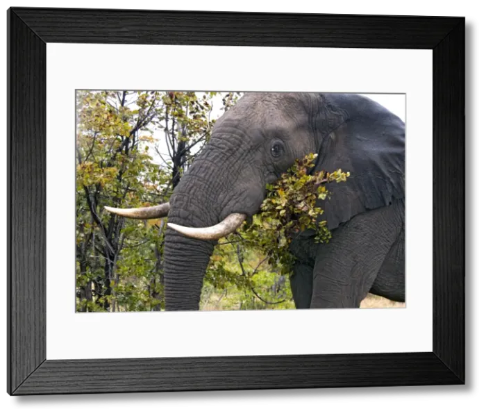 Framed Print : African Elephant - feeding on leaves of Mopani. Satara, Kruger National Park, South Africa Framed Print : African Elephant - feeding on leaves of Mopani. Satara, Kruger National Park, South Africa