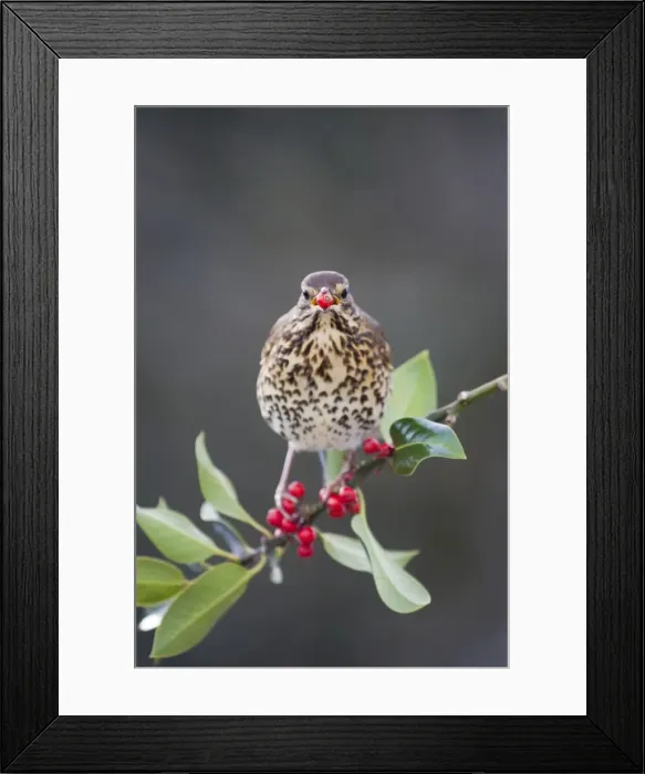 Framed Print : Song Thrush - on a holly tree with berry in mouth - UK Framed Print : Song Thrush - on a holly tree with berry in mouth - UK