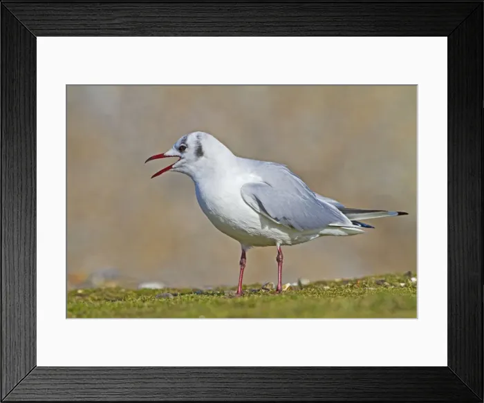 Framed Print : Black Headed Gull - calling in winter - Norfolk UK 9061 Framed Print : Black Headed Gull - calling in winter - Norfolk UK 9061