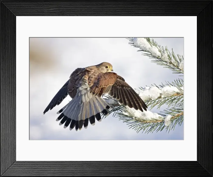 Framed Print : Kestrel - young male on snowy fir branch - Bedfordshire UK 008187 Framed Print : Kestrel - young male on snowy fir branch - Bedfordshire UK 008187