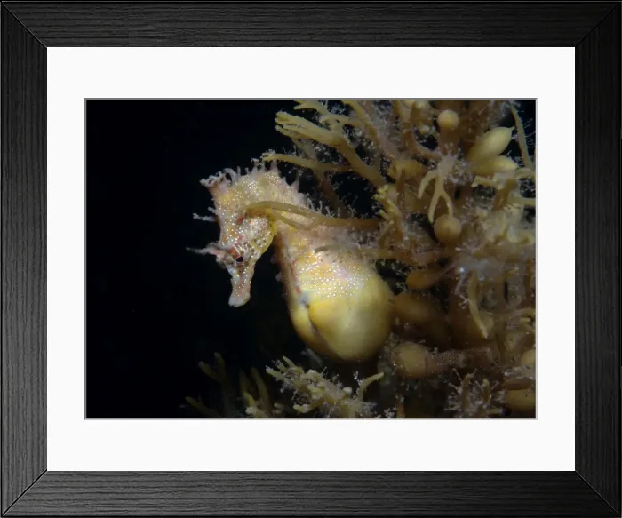 Framed Print : Short-head seahorse - pregnant male, Edithburgh, South Australia TED00642 Framed Print : Short-head seahorse - pregnant male, Edithburgh, South Australia TED00642
