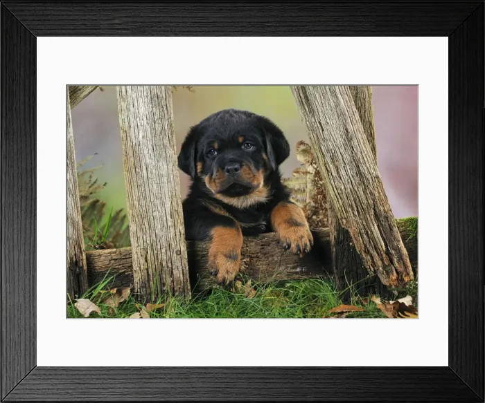 Framed Print : DOG. Rottweiler puppy looking through fence Framed Print : DOG. Rottweiler puppy looking through fence