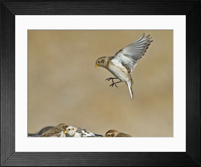 Framed Print : Snow Bunting - in flight landing - Norfolk UK 9012 Framed Print : Snow Bunting - in flight landing - Norfolk UK 9012