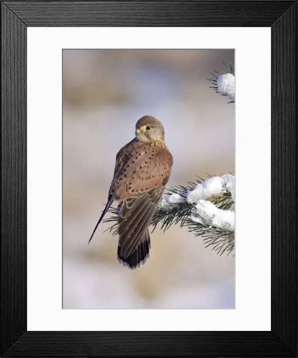 Framed Print : Kestrel - young male on snowy fir branch - Bedfordshire UK 008190 Framed Print : Kestrel - young male on snowy fir branch - Bedfordshire UK 008190