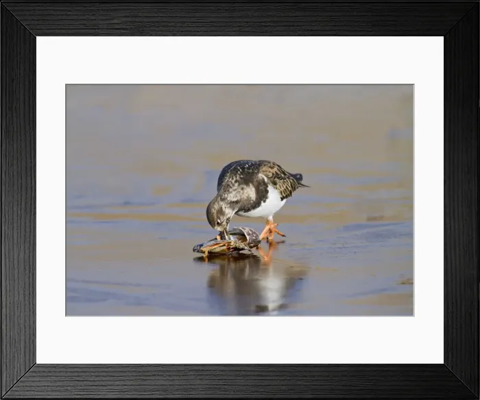Framed Print : Turnstone - on ice feeding on mussel - Norfolk UK 9022 Framed Print : Turnstone - on ice feeding on mussel - Norfolk UK 9022