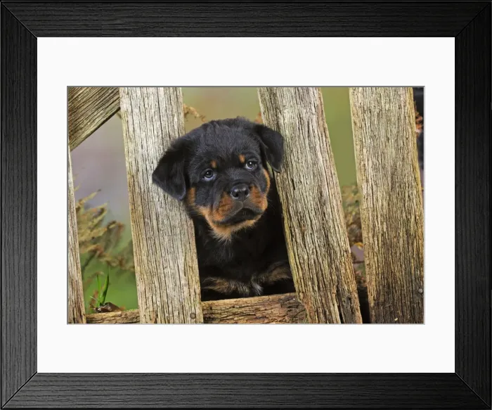 Framed Print : DOG. Rottweiler puppy looking through fence Framed Print : DOG. Rottweiler puppy looking through fence