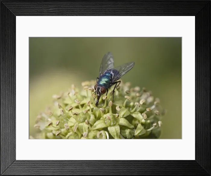 Framed Print : Greenbottle - feeding on ivy - blow-fly - Bedfordshire UK 008133 Framed Print : Greenbottle - feeding on ivy - blow-fly - Bedfordshire UK 008133
