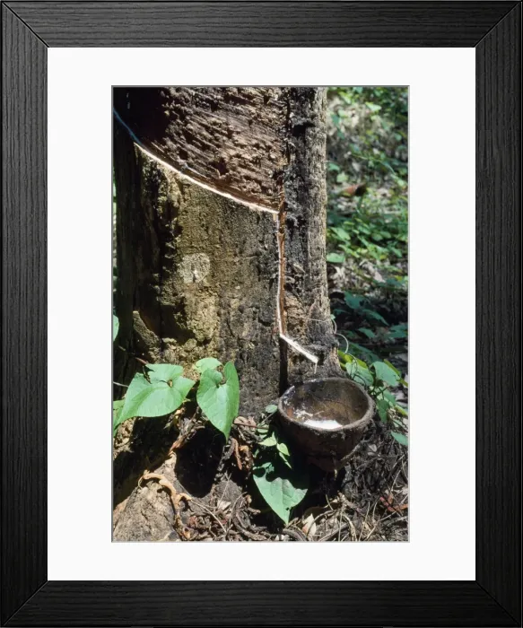 Framed Print : Rubber Tree - rubber tapping Malawi Framed Print : Rubber Tree - rubber tapping Malawi