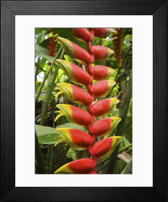 Framed Print : Malaysia Heliconia Rostrata Framed Print : Malaysia Heliconia Rostrata