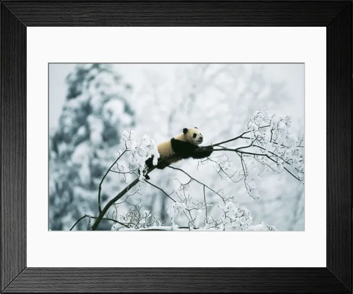 Framed Print : Giant Panda Juvenile up tree in snow. © Adrian Warren / ARDEA LONDON Framed Print : Giant Panda Juvenile up tree in snow. © Adrian Warren / ARDEA LONDON