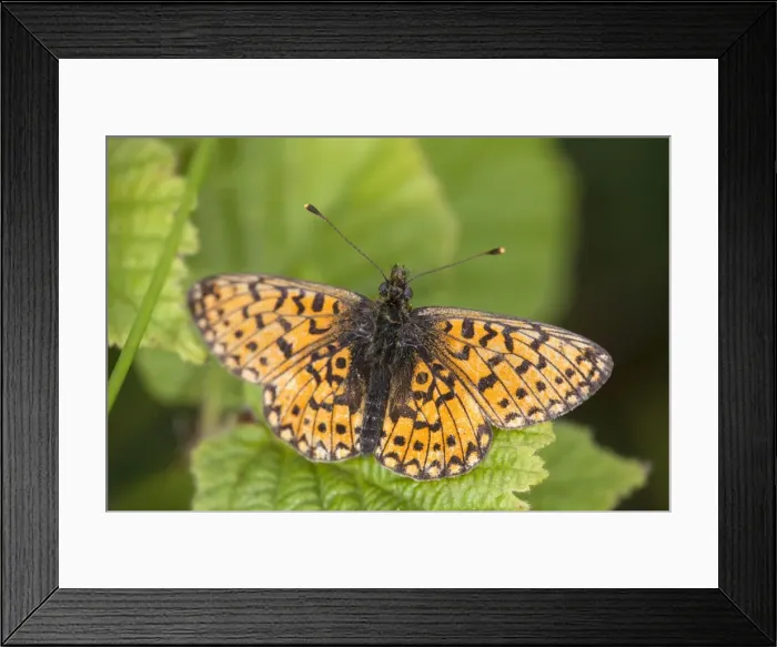 Framed Print : Small Pearl Bordered Fritillary Butterfly - Cornwall - UK Framed Print : Small Pearl Bordered Fritillary Butterfly - Cornwall - UK