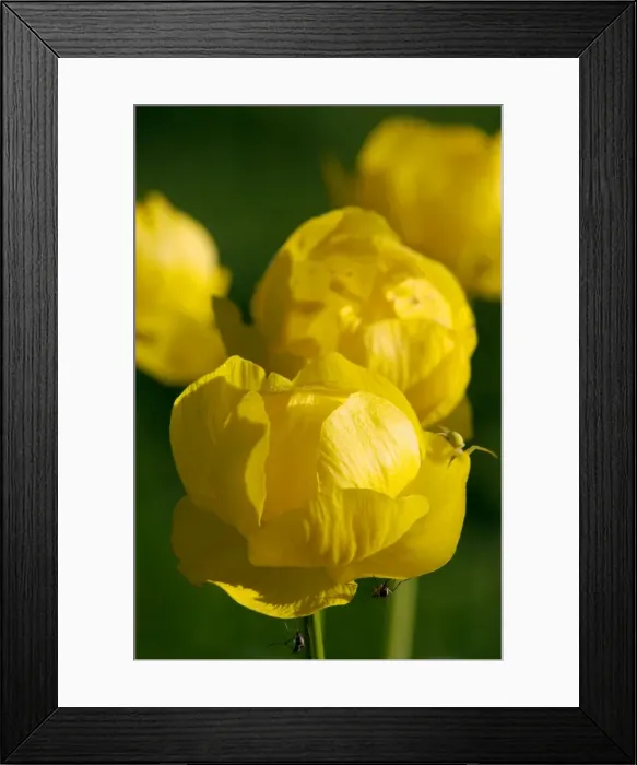 Framed Print : European Globe Flower [H], European European Globeflower  /  Globe Crowfoot  /  Globe Flower  /  Globe Ranunculus  /  Globe Trollius  /  Globeflower  /  Lucken-gowans flowering wild plant