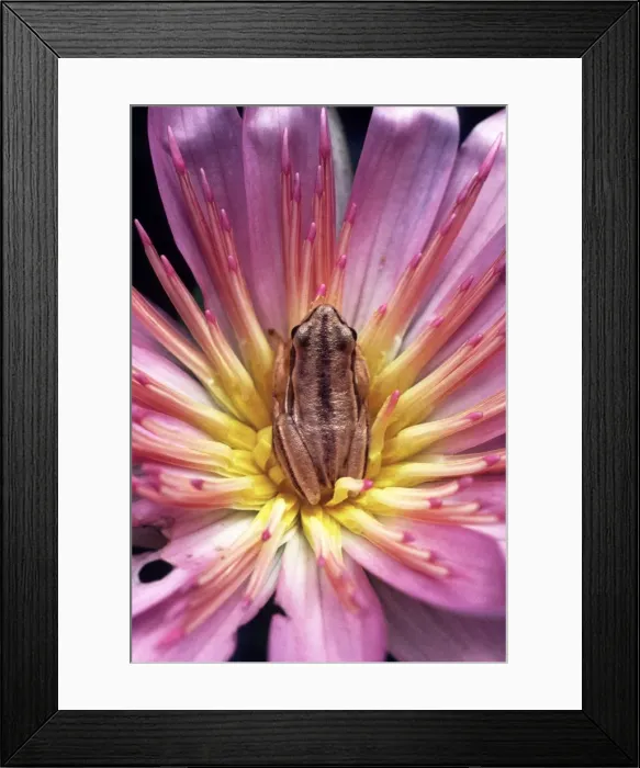 Framed Print : Frog AW 4105 Akagera, Rwanda, Africa. © Adrian Warren / ARDEA LONDON Framed Print : Frog AW 4105 Akagera, Rwanda, Africa. © Adrian Warren / ARDEA LONDON