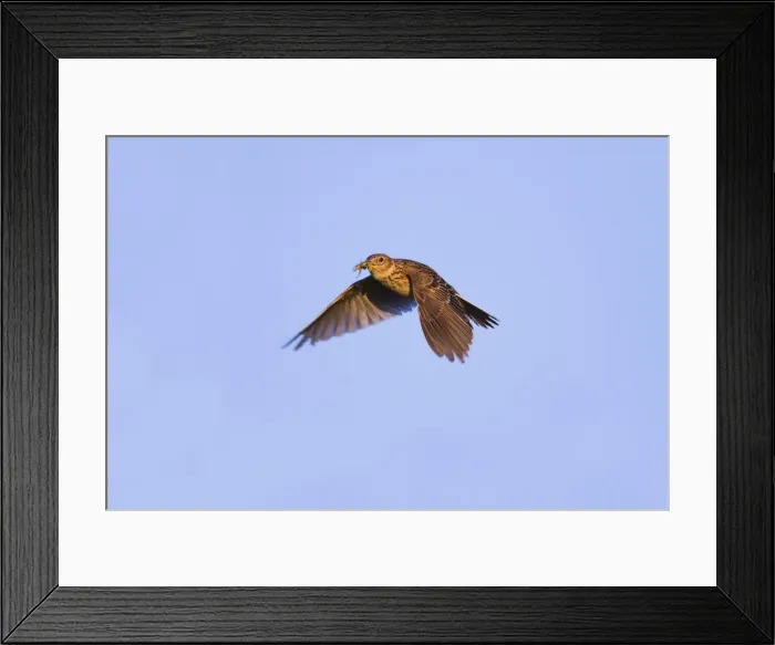 Framed Print : Skylark - in flight carrying insect - Cornwall - UK