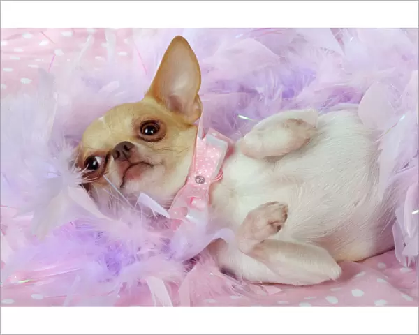 DOG. Chihuahua wearing pink collar laying on purple feather boa