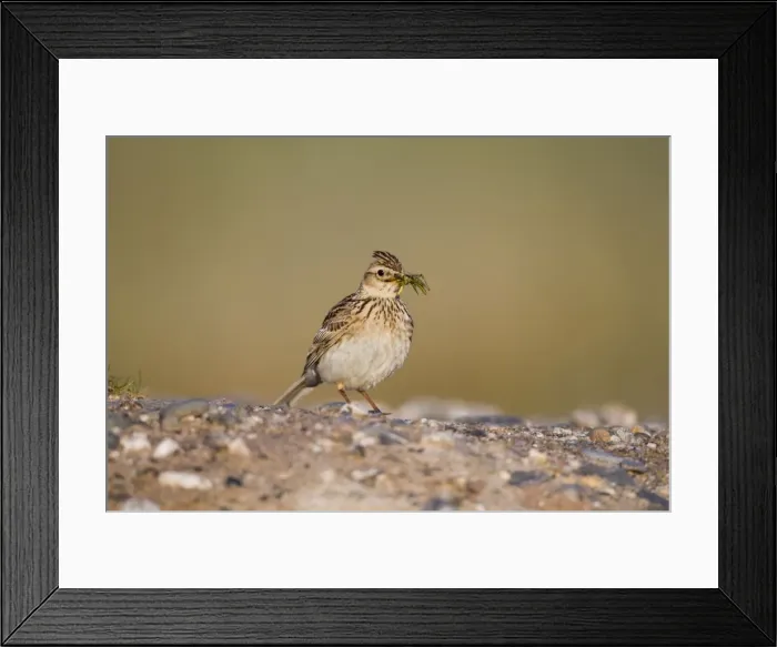 Framed Print : Skylark - carrying insect - Cornwall - UK Framed Print : Skylark - carrying insect - Cornwall - UK