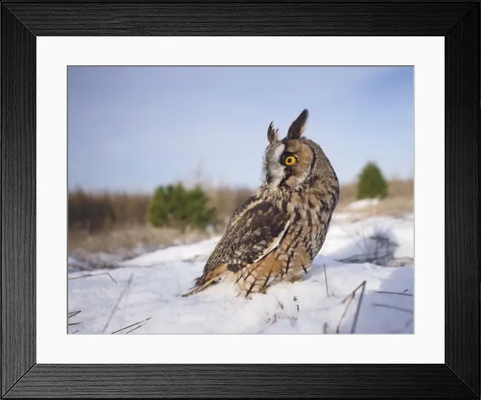 Framed Print : Long eared Owl - in snow - wide angle - Bedfordshire UK 008149 Framed Print : Long eared Owl - in snow - wide angle - Bedfordshire UK 008149