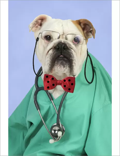 Bulldog in vets scrubs wearing glasses & stethoscope Digital Manipulation: background colour & bow tie