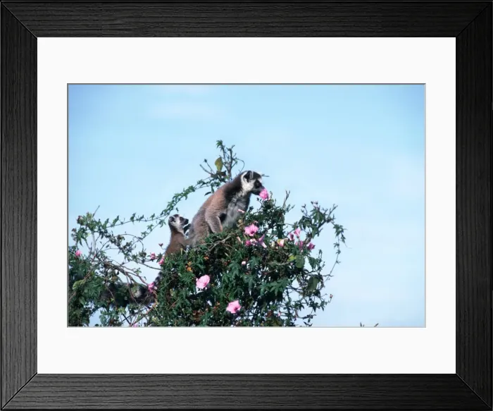 Framed Print : Ring Tailed Lemur AW 4786 Berenty, South Madagascar. Lemur catta © Adrian Warren / ARDEA LONDON Framed Print : Ring Tailed Lemur AW 4786 Berenty, South Madagascar. Lemur catta © Adrian Warren / ARDEA LONDON