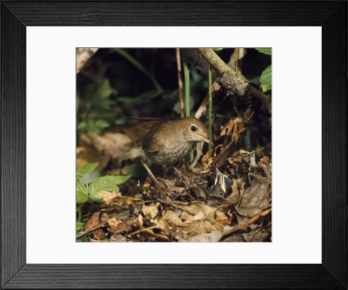 Framed Print : Thrush Nightingale