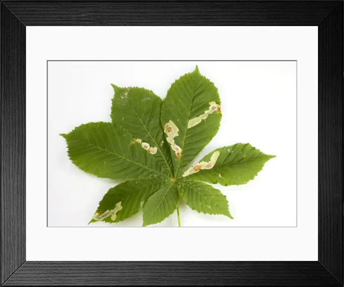 Framed Print : Horse Chestnut Leaf - Miner Grub damage to leaf Bedfordshire UK 005831 Framed Print : Horse Chestnut Leaf - Miner Grub damage to leaf Bedfordshire UK 005831