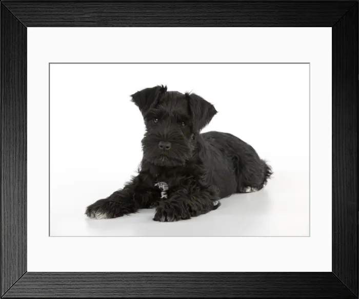 Framed Print : Dog - Miniature Schnauzer - 10 week old puppy - lying down Framed Print : Dog - Miniature Schnauzer - 10 week old puppy - lying down
