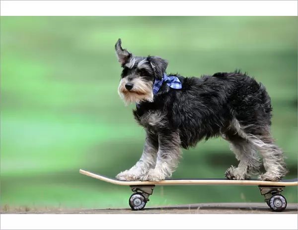 DOG. Schnauzer on skateboard