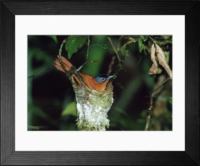 Framed Print : Madagascar Paradise Flycatcher - female on nest - Madagascar Framed Print : Madagascar Paradise Flycatcher - female on nest - Madagascar