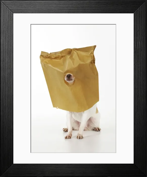 Framed Print : DOG. Chihuahua in paper bag with nose showing Framed Print : DOG. Chihuahua in paper bag with nose showing