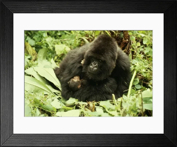 Framed Print : Mountain Gorilla AW 3984 Female with 2 hour old baby Gorilla gorilla © Adrian Warren / ARDEA LONDON Framed Print : Mountain Gorilla AW 3984 Female with 2 hour old baby Gorilla gorilla © Adrian Warren / ARDEA LONDON