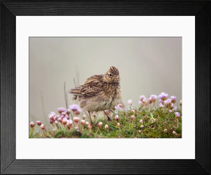Framed Print : Skylark - misty morning on thrift - Cornwall - UK Framed Print : Skylark - misty morning on thrift - Cornwall - UK