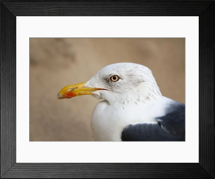 Framed Print : Lesser Black Backed Gull Framed Print : Lesser Black Backed Gull