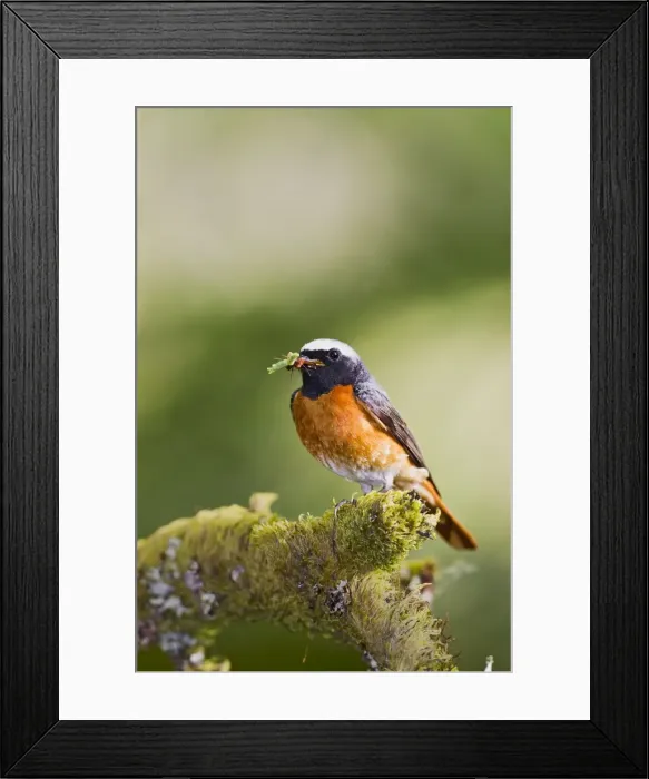Framed Print : Redstart - male with food in mouth - Mid Wales UK 10737 Framed Print : Redstart - male with food in mouth - Mid Wales UK 10737