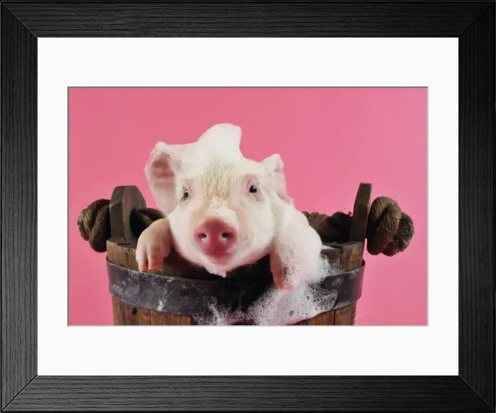 Framed Print : Pig. Large white cross piglet in bucket with bubbles Framed Print : Pig. Large white cross piglet in bucket with bubbles