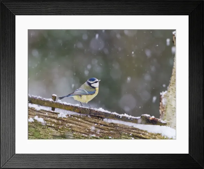 Framed Print : Blue Tit - on gate in falling snow - Bedfordshire UK 8852 Framed Print : Blue Tit - on gate in falling snow - Bedfordshire UK 8852