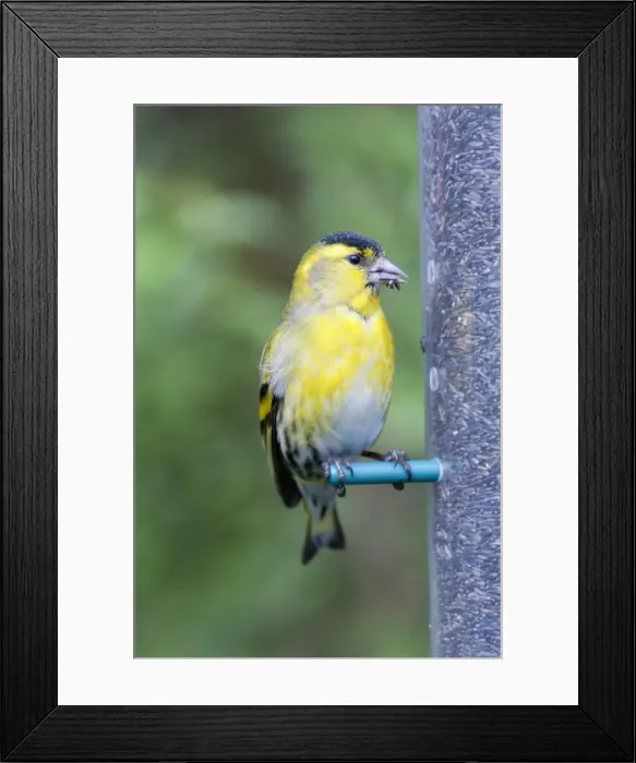 Framed Print : Siskin - male on niger seed feeder - UK Framed Print : Siskin - male on niger seed feeder - UK